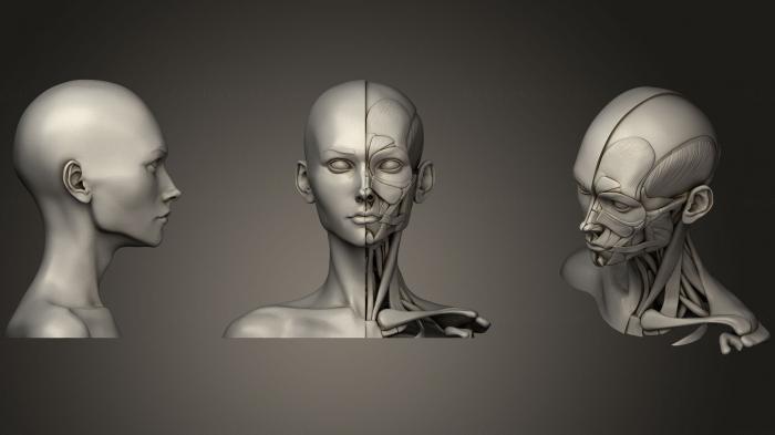 Anatomy of skeletons and skulls (ANTM_0446) 3D model for CNC machine